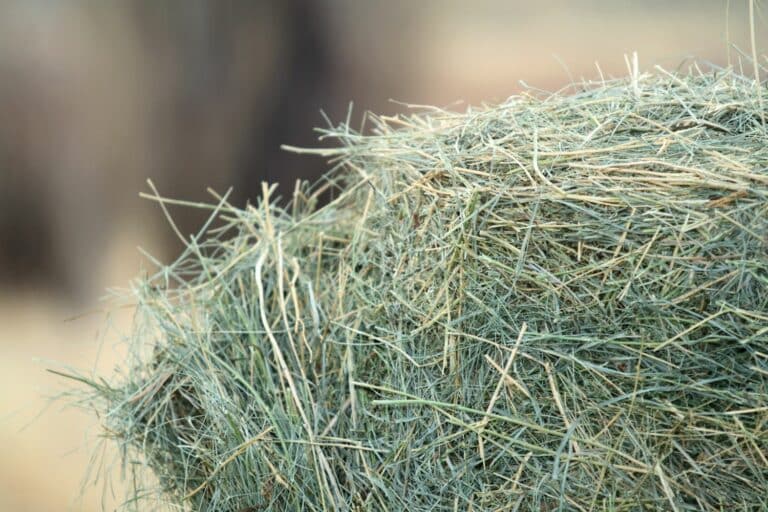 locally grown hay for sale in white horse pa