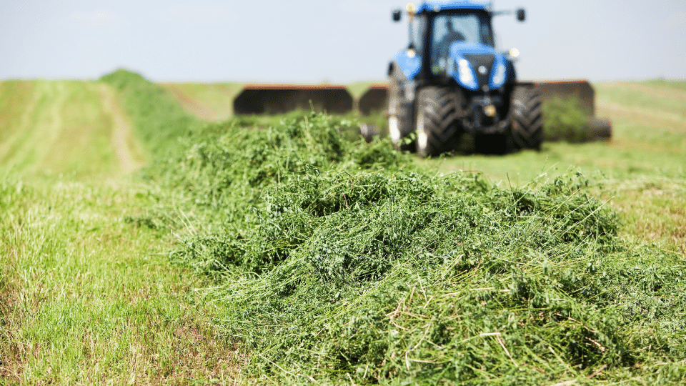 alfalfa being harvested