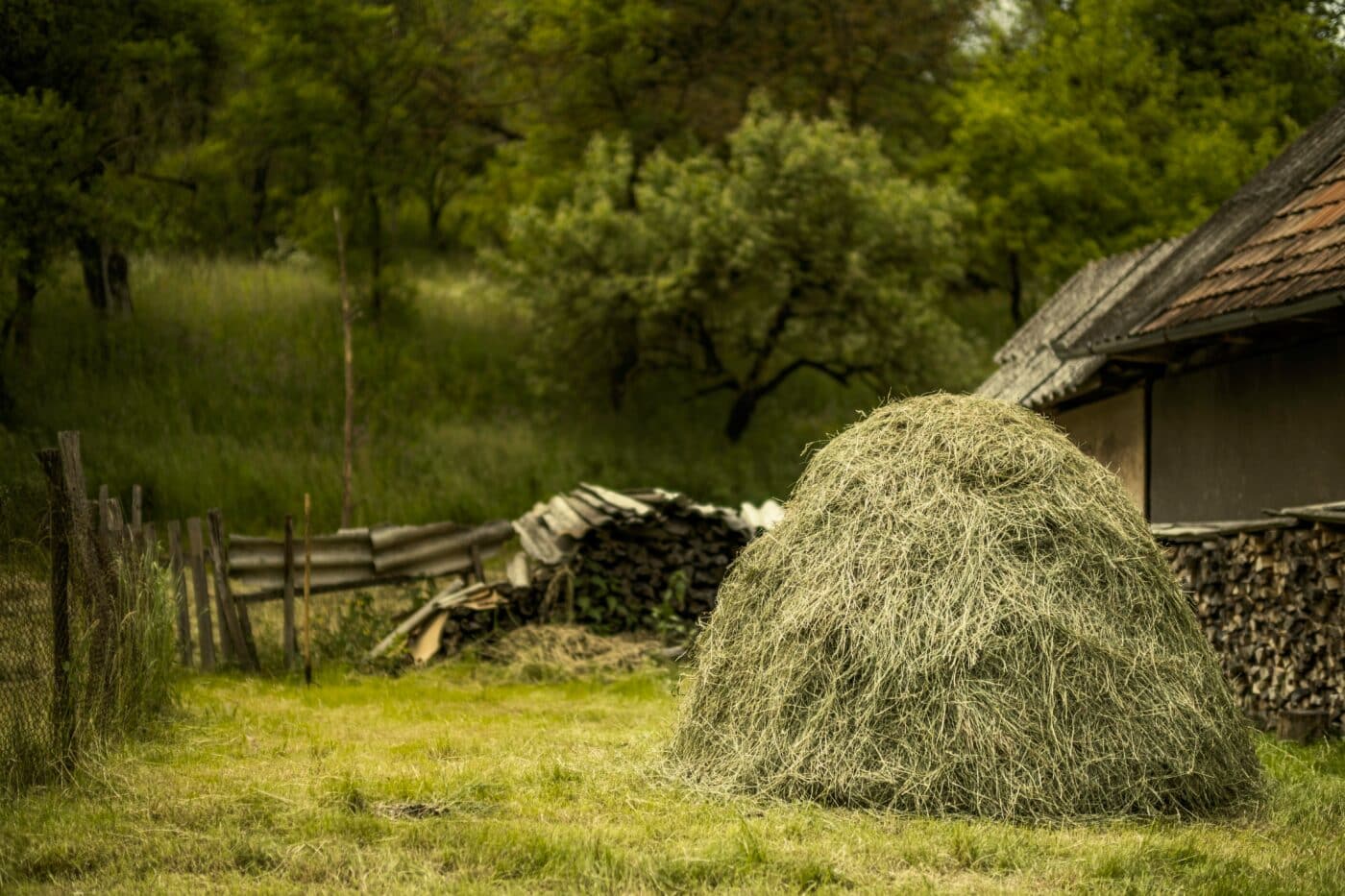 grass hay for horses