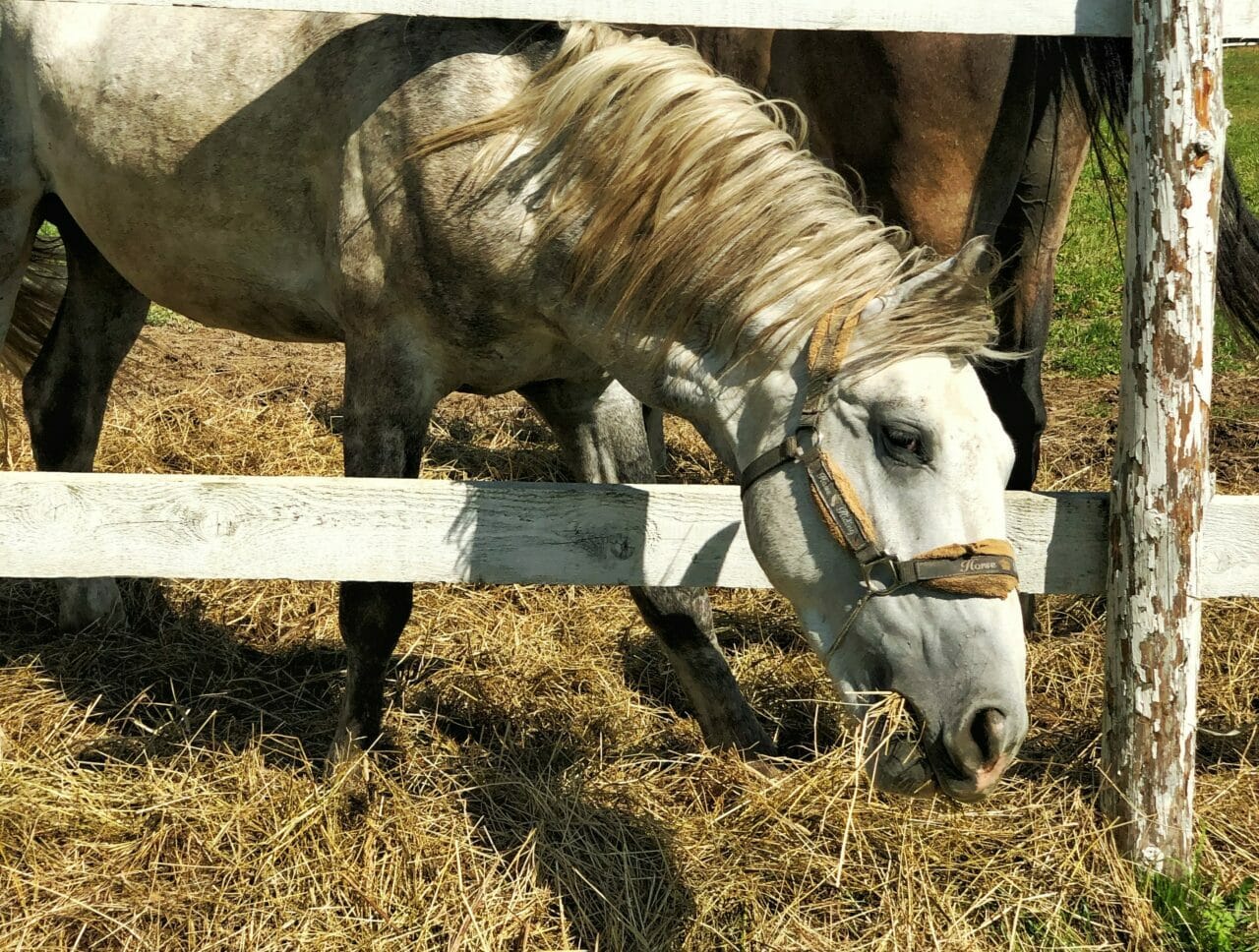 horse eating hay