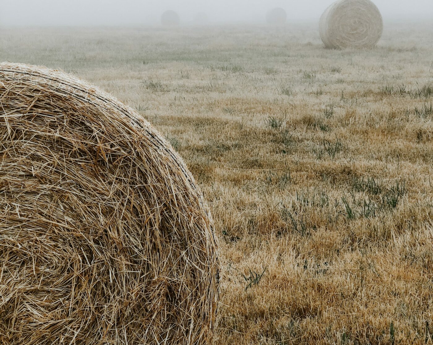 leaves and stems in hay for horses