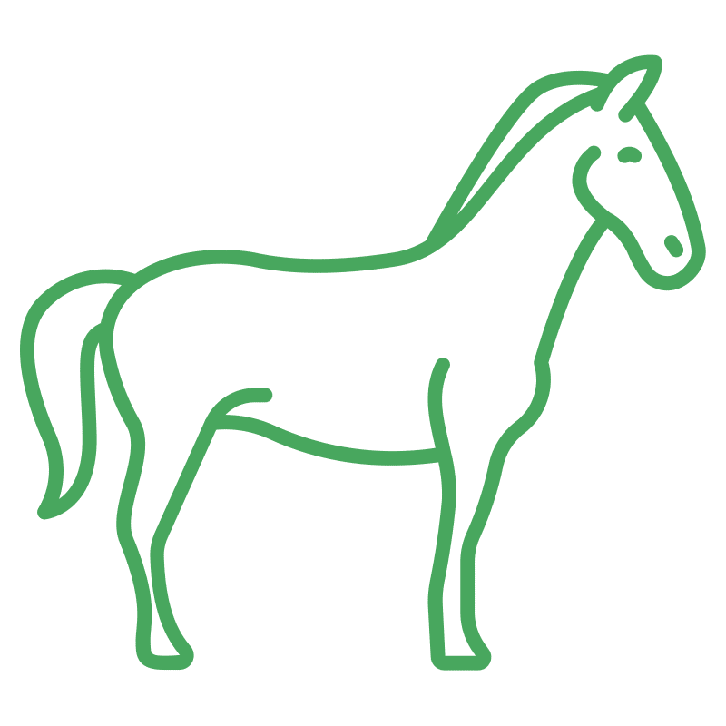 equine horse