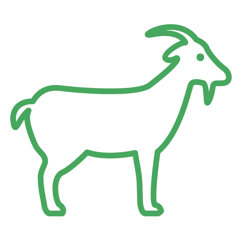 goats sheep