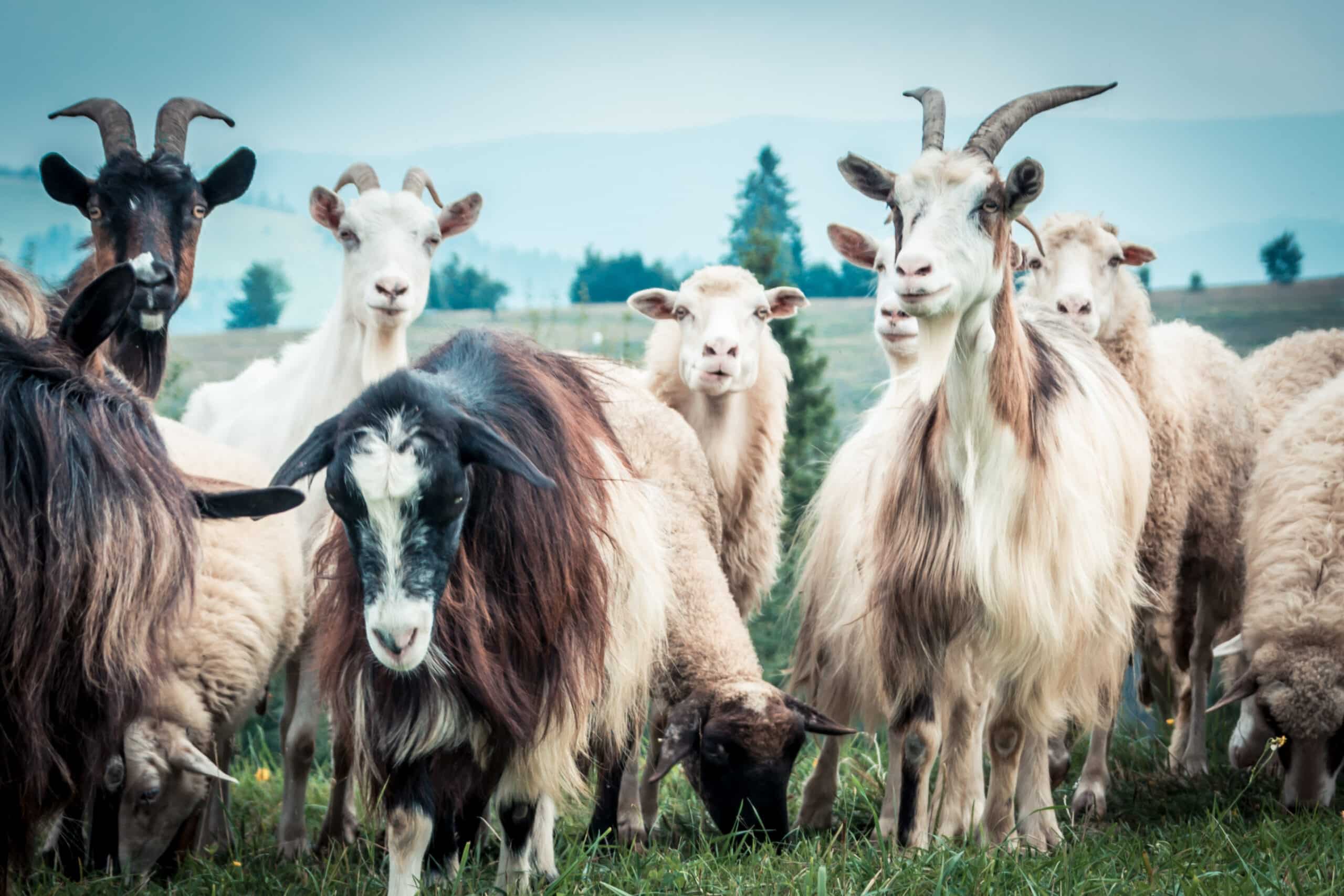 portrait of domestic goat