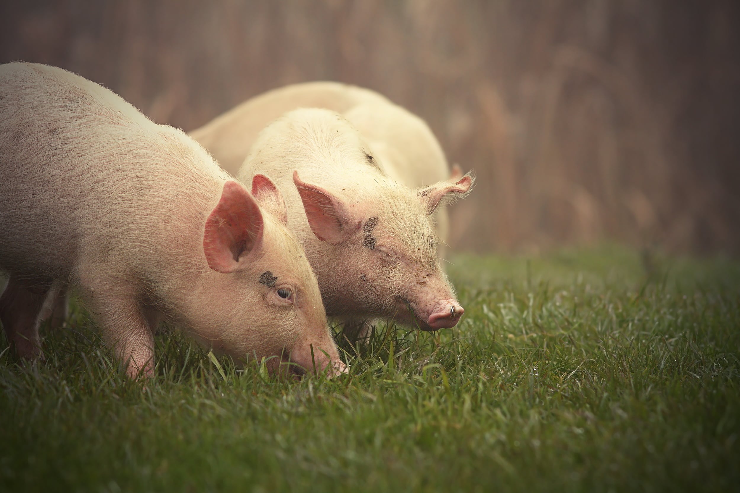 little pigs on meadow