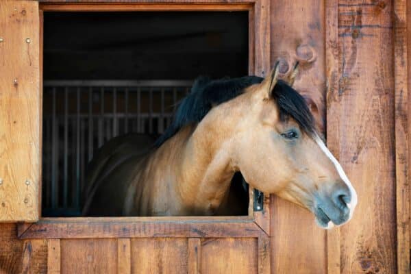 horse looking out of a window