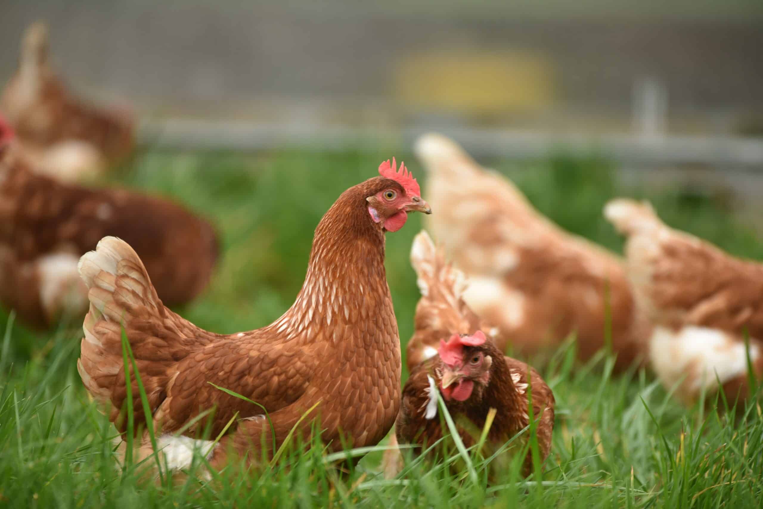 healthy chicken and poultry feed gap pennsylvania
